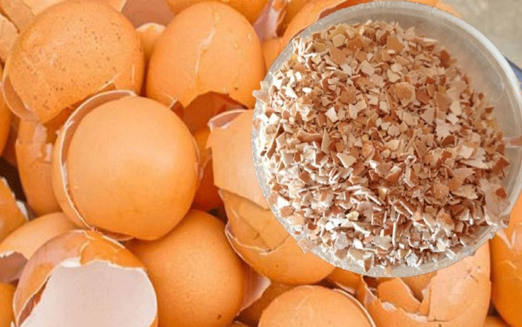 চমক ডিমের খোসার – রয়েছে বৈচিত্র্যময় উপযোগিতা আর বহুমুখী ব্যবহার